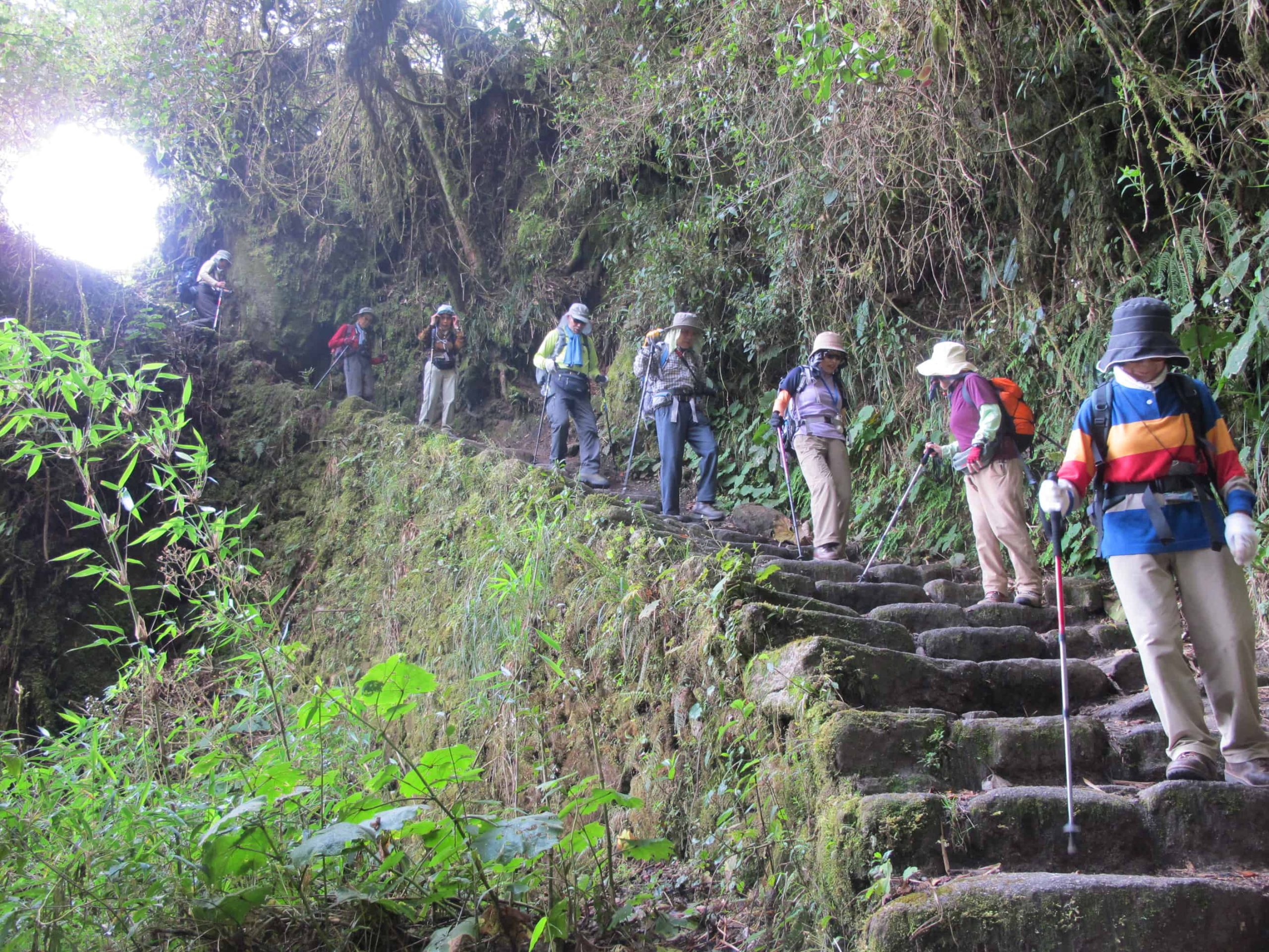 Hikers descend stone steps in lush forest