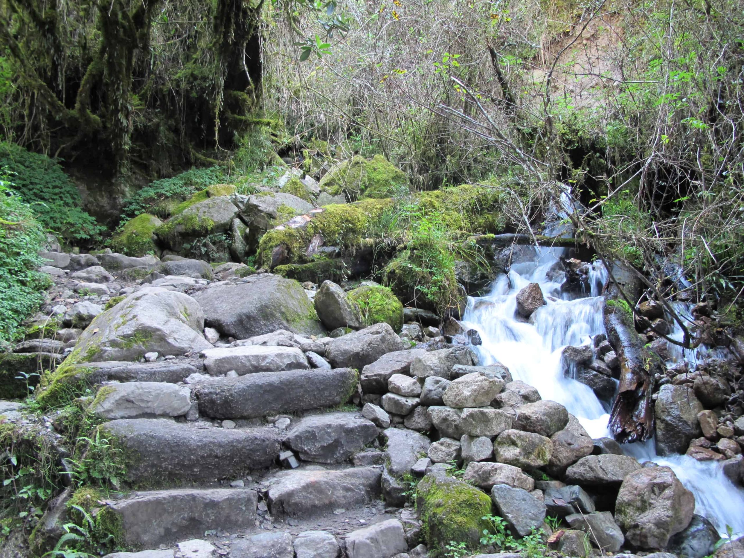 Rocky forest path with small waterfall
