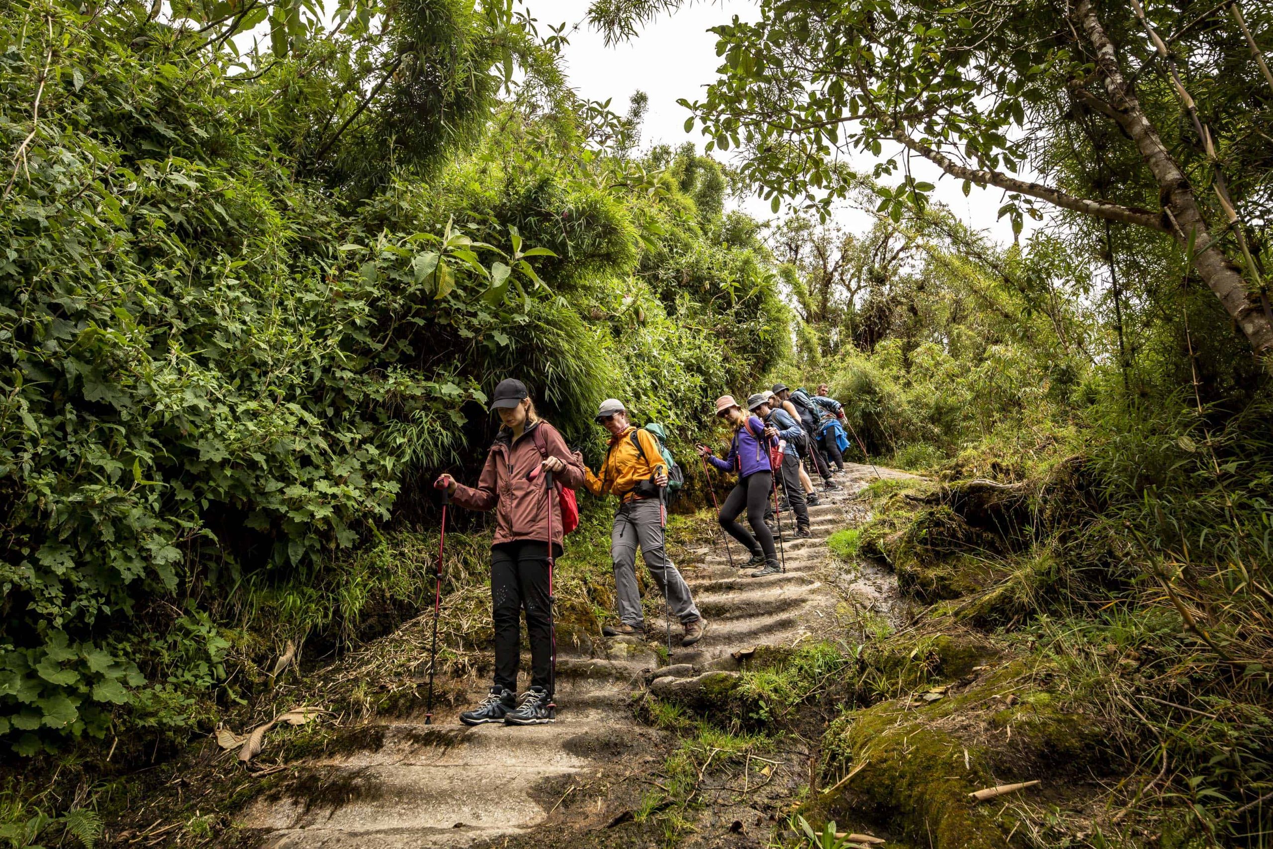_S7A7451 Hikers walking down stone steps in lush forest in Inca Trail Machu Picchu Tour