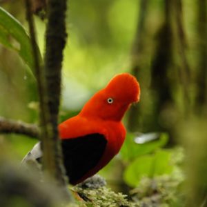 Imagen de la galería Observación de aves en el Parque Nacional Manu