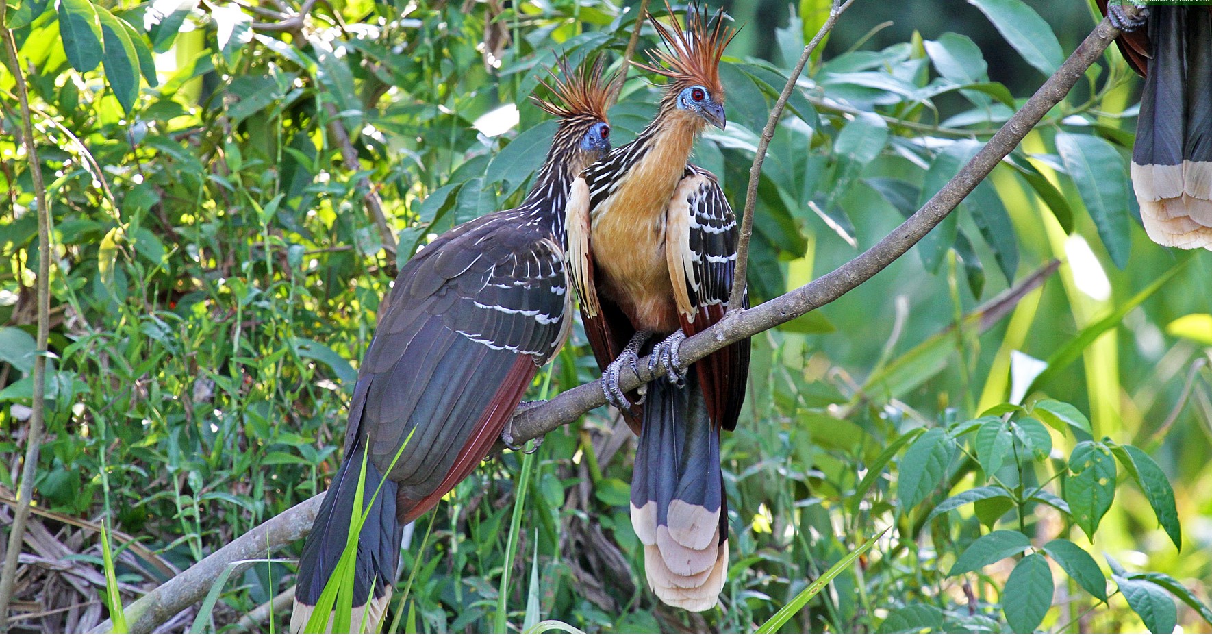 Imagen de la galería Observación de aves en el Parque Nacional Manu