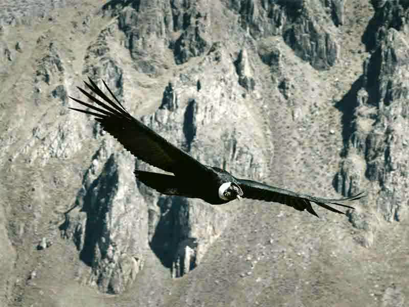 The Very Best Of Peru